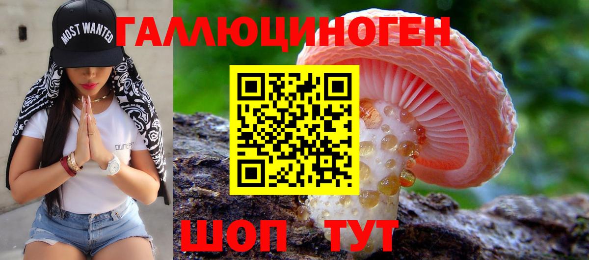 Псилоцибиновые грибы Psilocybe Новороссийск